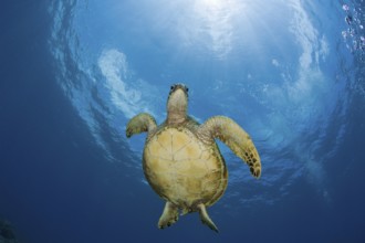 Green turtle, Chelonia mydas, Marshall Islands, Bikini Atoll, Micronesia, Pacific Ocean