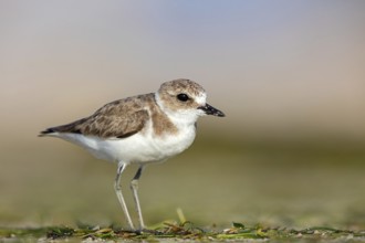Animals, birds, plover, Kentish plover, (Charadrius alexandrinus), biotope, habitat, foraging, Barr
