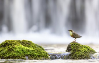 White-throated Dipper, (Cinclus cinclus), foraging at a mountain stream, animals, birds,
