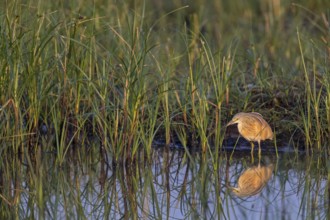 Squacco heron, heron, animals, birds, biotope, foraging, (Ardeola ralloides), Lesbos, Greece