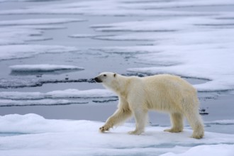 Animals, Mammals, A polar bear in search of food, Polar bear, Polar bears, (Ursus maritimus) pack