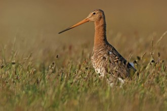 Black-tailed godwit, (Limosa limosa), animal, birds, snipe birds, biotope, habitat, foraging,