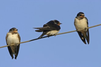 Barn Swallow, (Hirundo rustica), Animals, Birds, Swallows, three Barn Swallows on perch, Black Sea