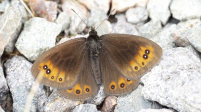 Erebia ligea, (Erebia ligea), Greater Erebia ligea, Rusty Erebia ligea, Milkspot, White-banded