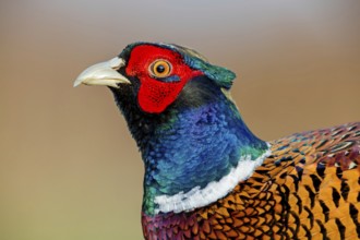 Pheasant, (Phasianus colchicus), hunting pheasant, male, animals, birds, fowl, portrait,