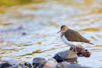 Common sandpiper, sandpiper (Actitis hypoleuco), biotope, habitat, foraging, Lesvos, Greece