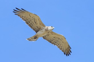 Snake eagle, (Circaetus gallicus), eagle, animal, animals, flight photo lesbos island, Lesbos,