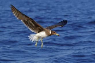 Hemprich's Gull, (Ichthyaetus hemprichii), (Larus hemprichii), Fish Eagle Gull Salalah, Mirbat,