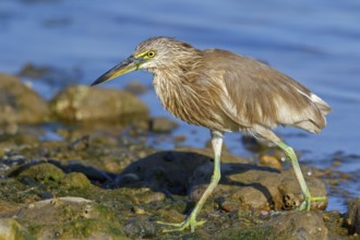 Animal, animals, bird, birds, heron, paddy heron, (Ardeola grayii), heron family, biotope, habitat,