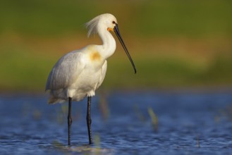 Spoonbill, (Platalea leucorodia), foraging, family of ibises and spoonbills, foraging, biotope,