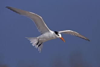 Royal Tern, (Sterna maxima), aerial photograph, USA, North America, Florida, Bowman's Beach,