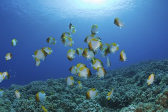Shoal of Pyramid butterflyfish, Hemitaurichthys polyepis, Molokini Crater, Maui, Hawaii, USA