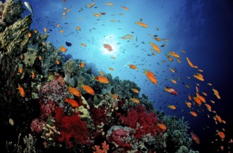 Hawkfish and coral reef, Pseudanthias squamipinnis, Egypt, Red Sea, St. John's Reef