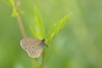 Brown forest bird, (Aphantopus hyperantus), chimney sweep, butterfly, insect, macro, Wadi Darbat,