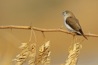 African silverbill, silver beak, silver pheasant, trusting bird, ornamental bird in Europe, family