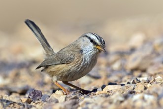 Desert Prinia, (Scotocerca inquieta), animals, birds, foraging, Israel
