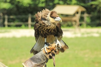 Trained hawk in the hand of the falconer with leather glove. Falconry birds of prey in the wild