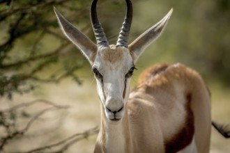 Close up of a Springbok in the Kalagadi Transfrontier Park, South Africa