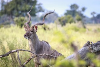 A male Kudu looking around in the Okavango Delta, Botswana