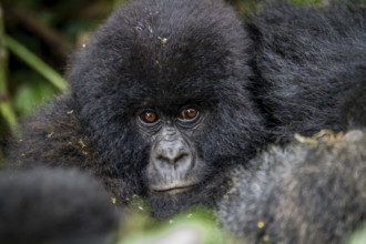 Close up of a baby Mountain gorilla in the Virunga National Park, Democratic Republic Of Congo