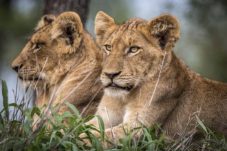 Starring Lion cubs in the Kruger National, South Africa