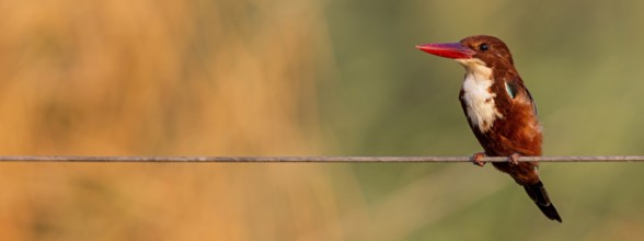 Brown kingfisher, (Halcyon smyrnensis), kingfisher, animals, birds, kingfisher family, Lahavot