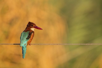 Brown kingfisher, (Halcyon smyrnensis), kingfisher, animals, birds, kingfisher family, Lahavot