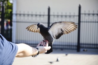 Pigeon sitting on the hand with stretched wings close-up, Sergiev Posad, Moscow region, Russia
