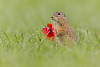 European ground squirrel, (Spermophilus citellus), Schlichtziesel, animals, mammals, family of