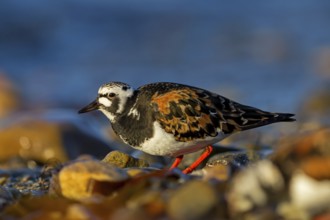 Turnstone, (Arenaria interpres), animals, birds, snipe family, biotope, habitat, foraging,