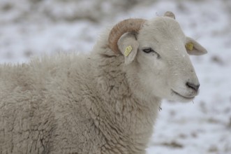 Close-up of a sheep with horns in a snowy field, sheep, borken, münsterland, germany