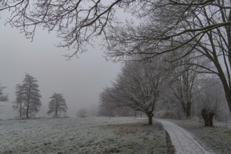 Frost-covered trees and a quiet path in a foggy winter landscape, Borken, Münsterland, Germany