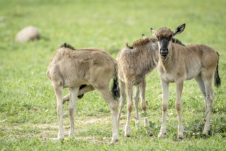 Three blue wildebeest calves standing in the grass in the Etosha National Park, Namibia