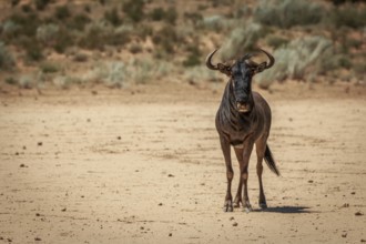 Blue wildebeest starring at the camera in the Kgalagadi Transfrontier Park, South Africa