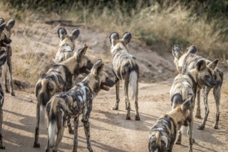 A pack of African wild dogs looking around in the Sabi Sand Game Reserve, South Africa