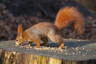 A stunning red squirrel perched on a tree stump, showcasing its bushy tail and alert demeanor
