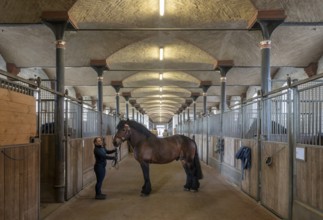 Warendorf, North Rhine-Westphalian State Stud, stable with cold-blooded stallion