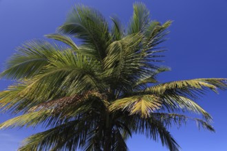Top of palm trees on Dominica in the Caribbean with deep blue sky in background