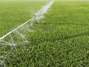 Irrigation of a corn field from irrigation installations