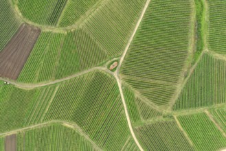An image of an aerial view vineyard scenery at Kaiserstuhl Germany