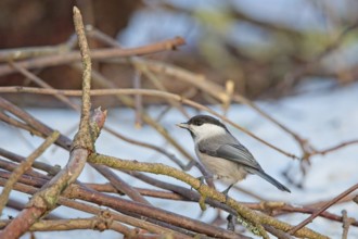 Willow tit (poecile montanus) perched on a tree branch in winter, Keinumäki, Helsinki, Finland