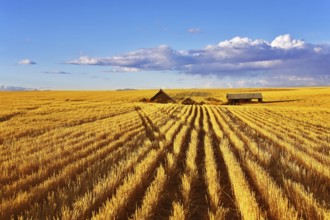 Solar autumn midday on fields of Montana