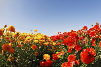 Magnificent field of yellow and red buttercups on a sunset, photographed by an objective the Fish