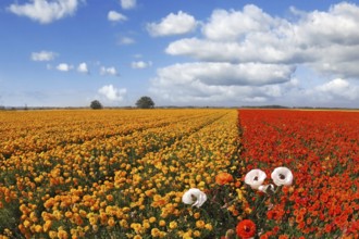 Huge field blossoming red and the yellow flowers, photographed by an lens Fish eye