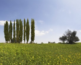 Wonderful meadow with green grass and yellow buttercups. Alley slender cypress trees beautifully
