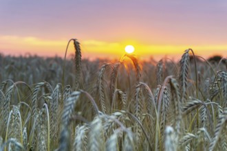 Beautiful sunset with a field of barley in the foreground. The ears of wheat glow in the orange