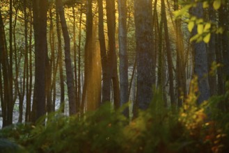 Detail of a forest illuminated by the late afternoon light, Cabo Home, Galicia, Spain