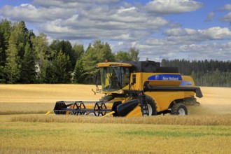 Autumn harvest 2020 begins in Finland: farmer harvesting barley with New Holland CS540 combine in
