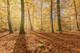 Mountain forest in autumn with orange and yellow foliage. Vosges, France