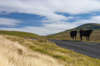 The typical landscape in Yorkshire Dales National Park, Great Britain. The Yorkshire Dales National